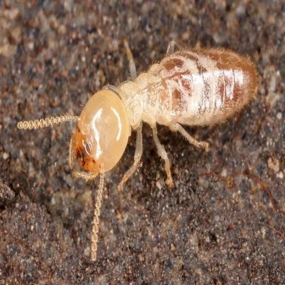 Termite pre-construction treatment Bangalore
