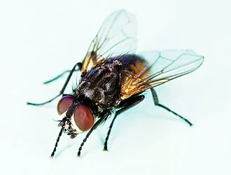Houseflies identification guide in Bangalore