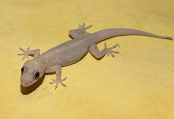 Lizards identification guide in Bangalore