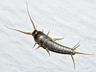 Silverfish identification guide in Bangalore
