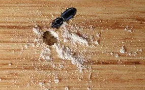 Wood Borers identification guide in Bangalore
