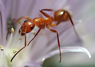 Ant Control