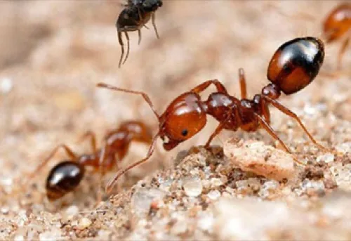 Ant control in Koramangala