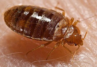 Bed Bug Control Bangalore