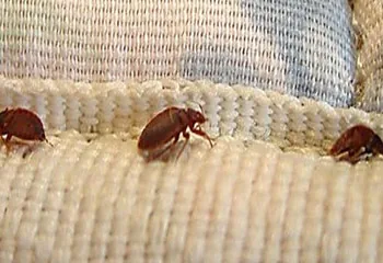 Bed bug treatment in Koramangala