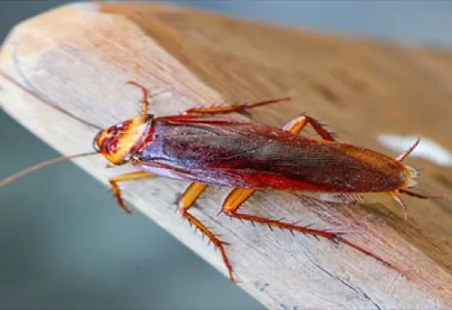 Cockroach control in Koramangala