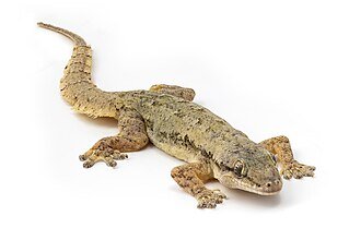 Lizard Control Bangalore