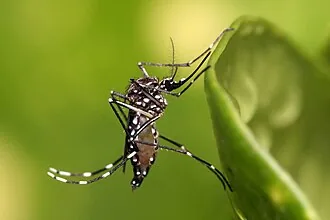 Close-up of a mosquito, the target of safe spraying and fogging treatments in Bangalore