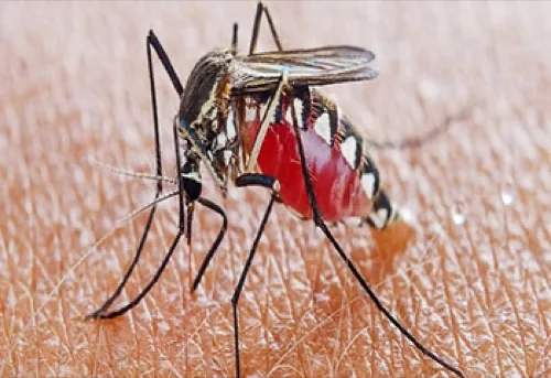 Mosquito control in Koramangala
