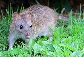 Rodent treatment Bangalore