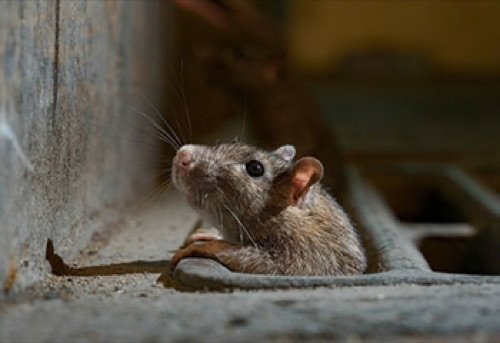 Rodent close-up