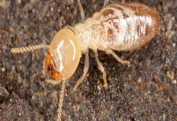 Termite treatment in Koramangala