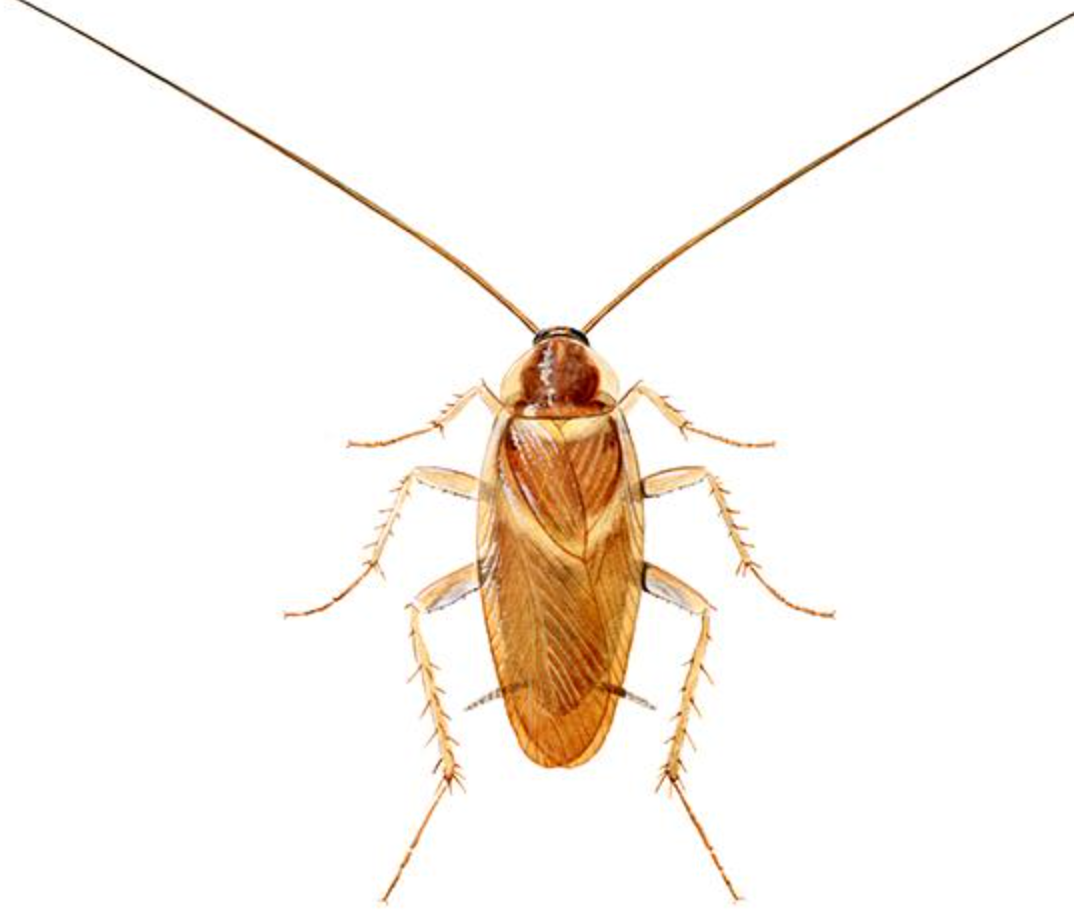 Brown-banded Cockroach