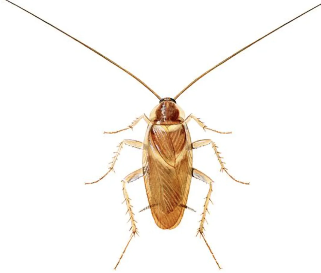 Brown-banded Cockroach