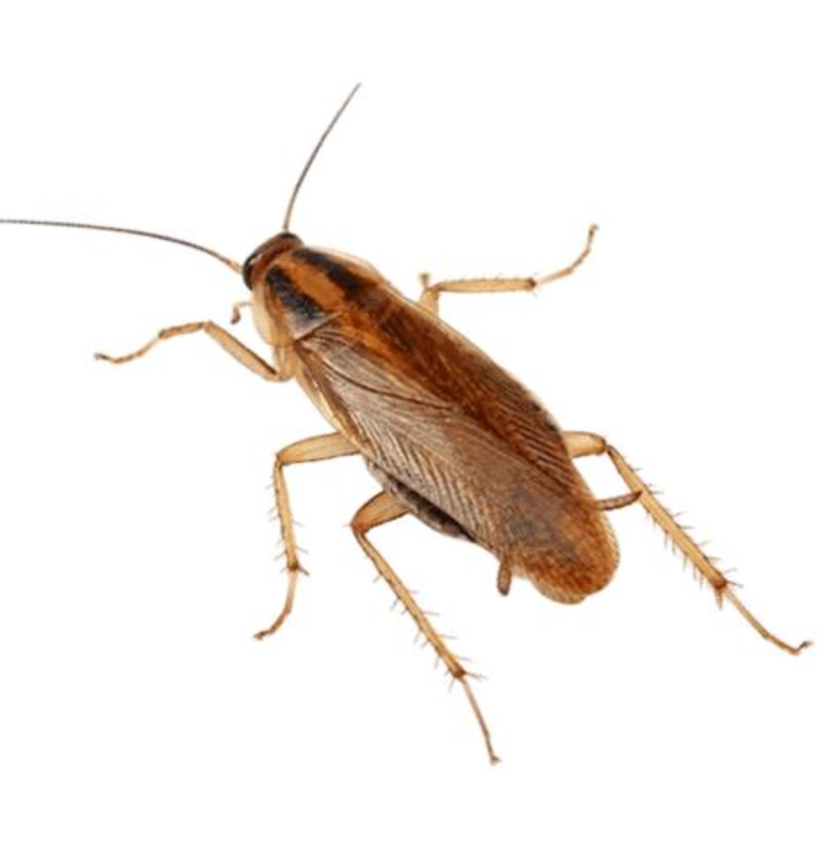 German Cockroach