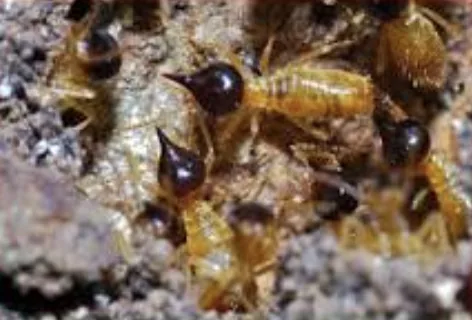 Arboreal (Tree) Termite