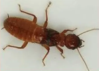 Dampwood Termite