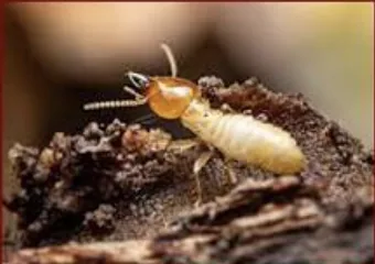Subterranean Termite