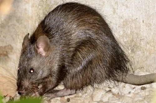 Bandicoot Rat