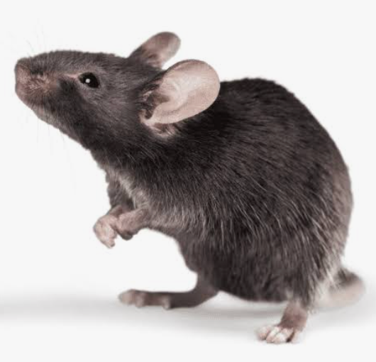 Roof Rat