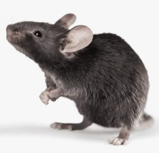 Roof Rat