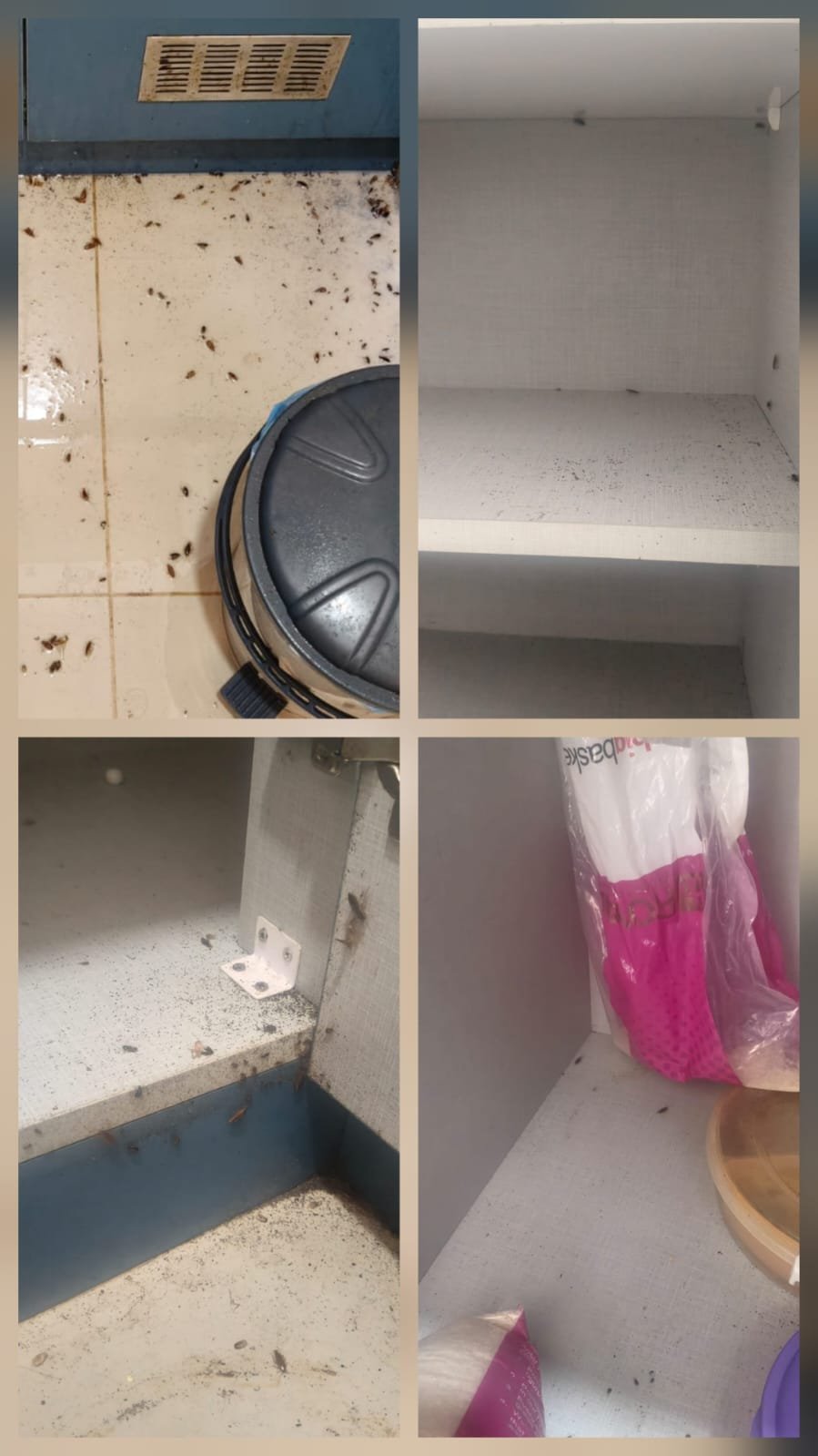 Real rodent treatment result Bangalore