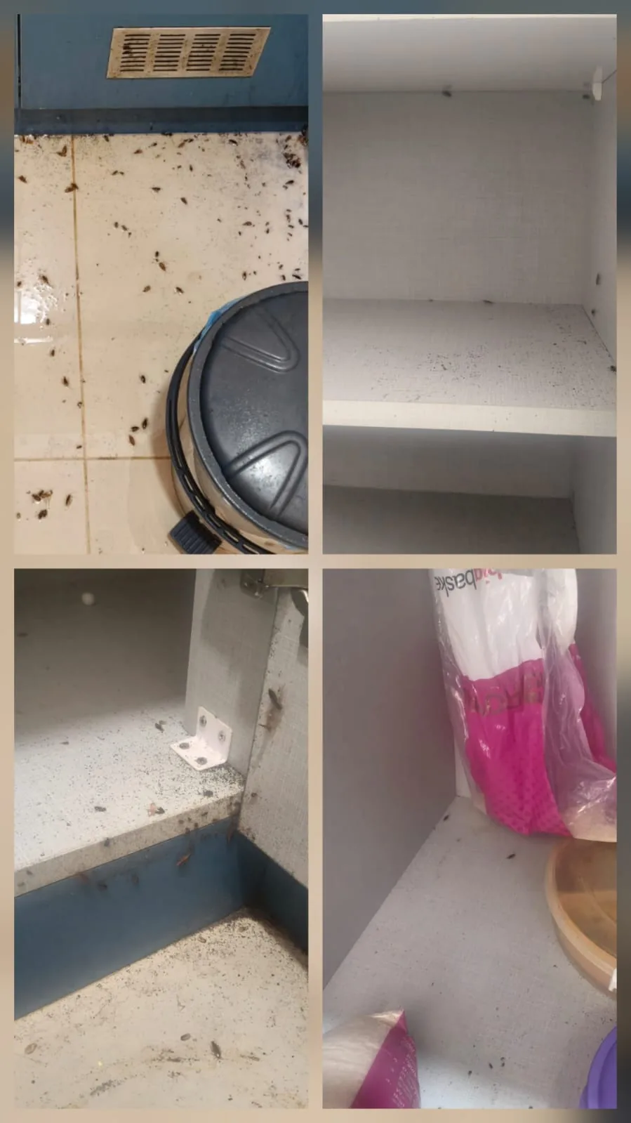 Real cockroach treatment result Bangalore