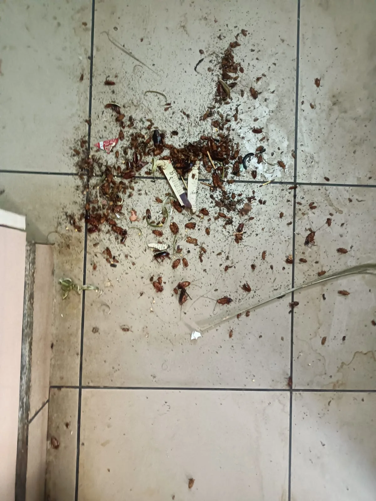 Real cockroach treatment result Bangalore