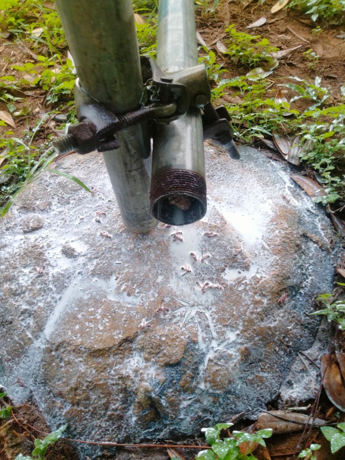 Pest control treatment result Bangalore
