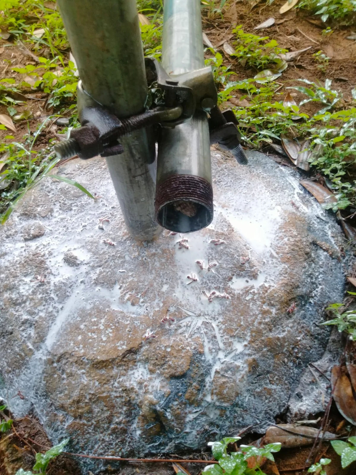 Pest control treatment result Bangalore