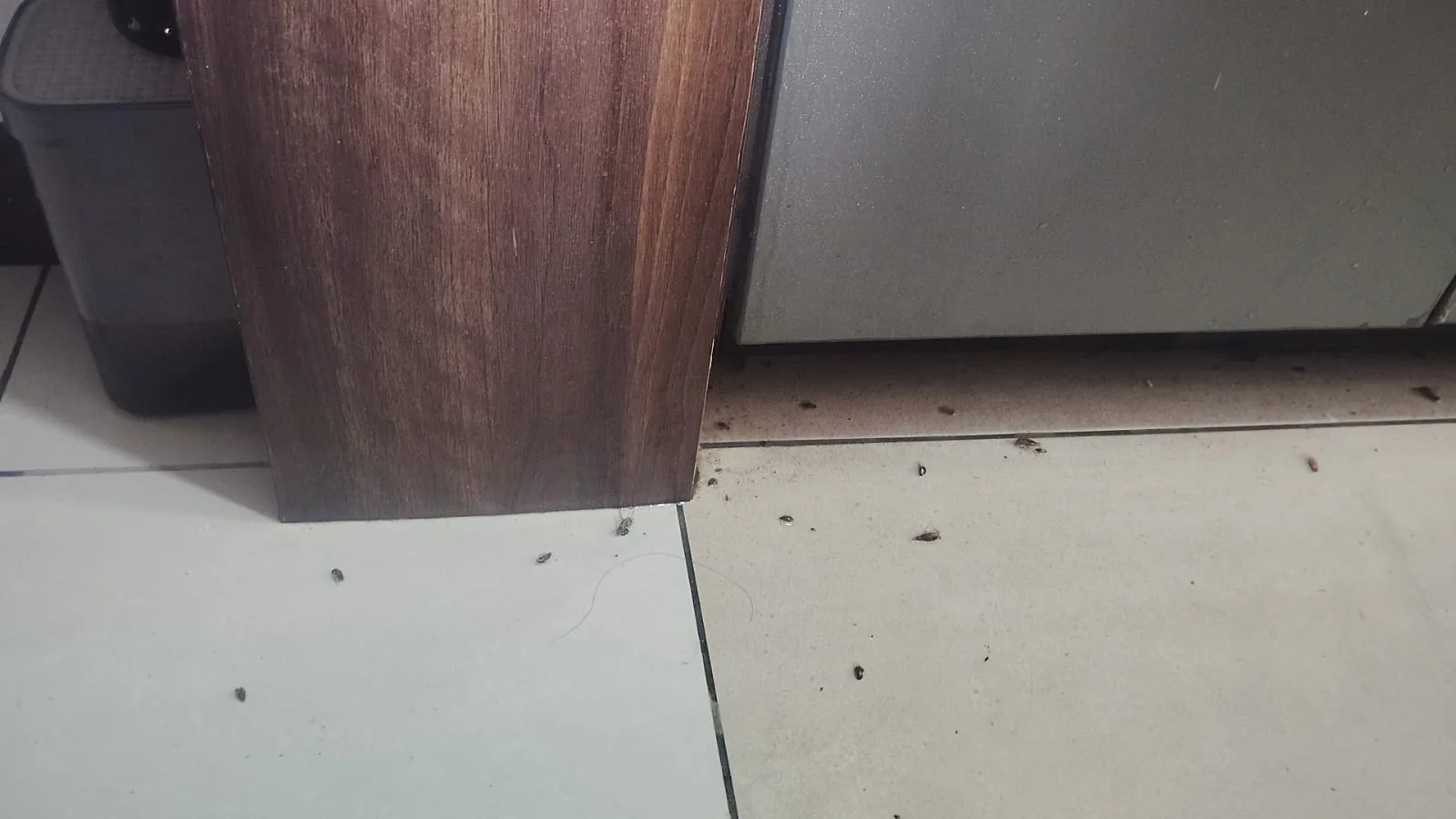 Pest control treatment result Bangalore