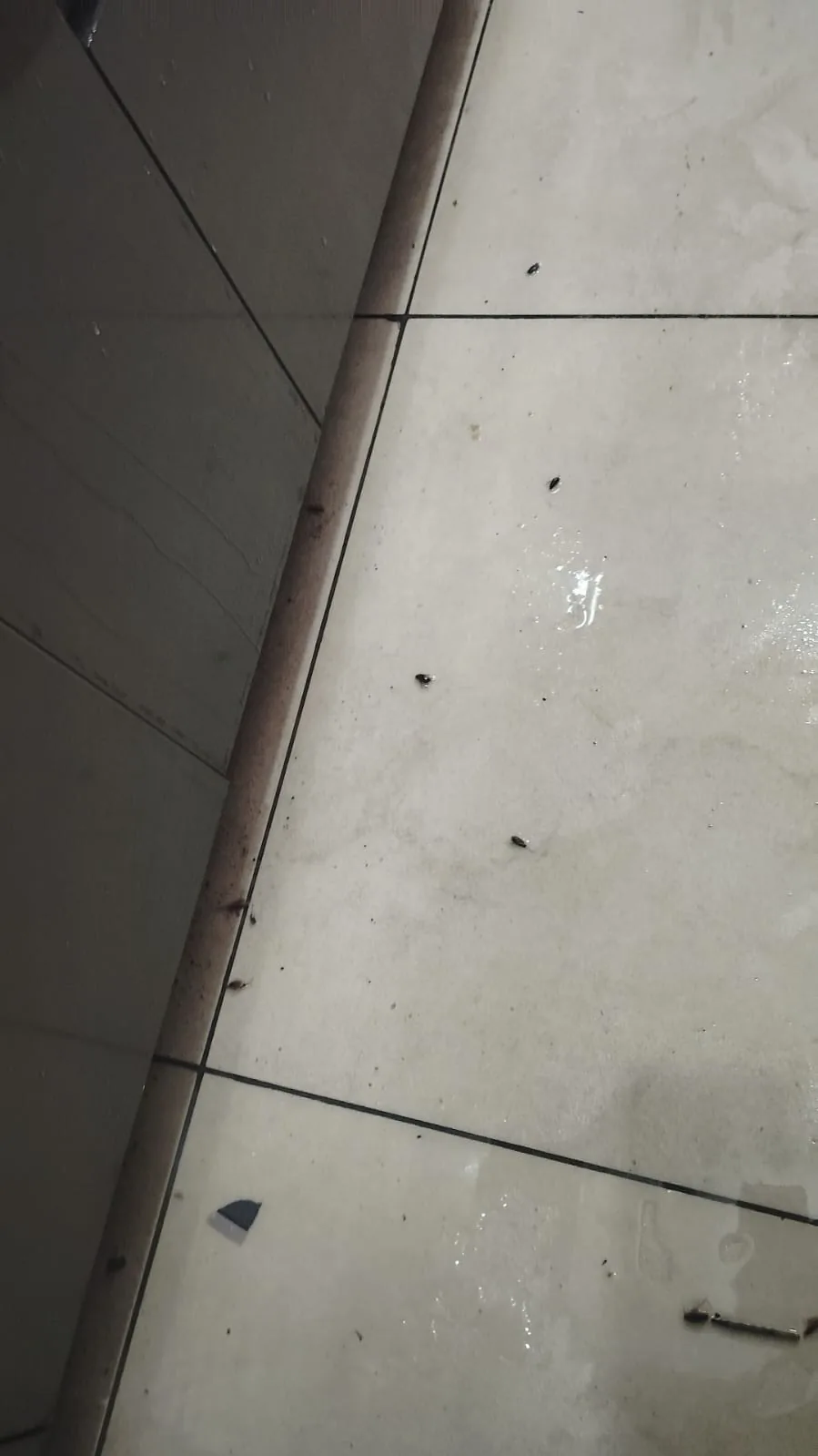 Pest control treatment result Bangalore