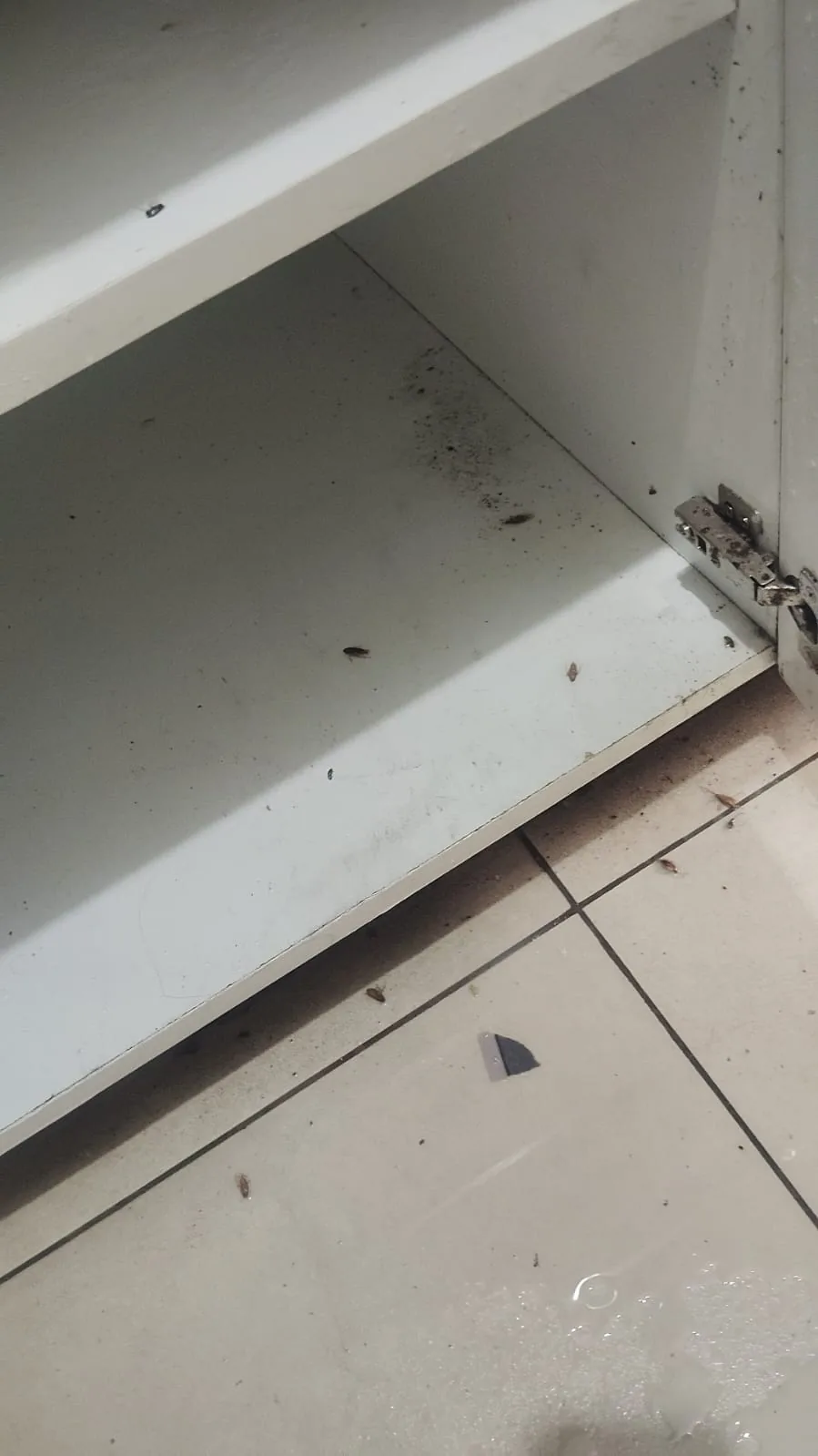 Pest control treatment result Bangalore