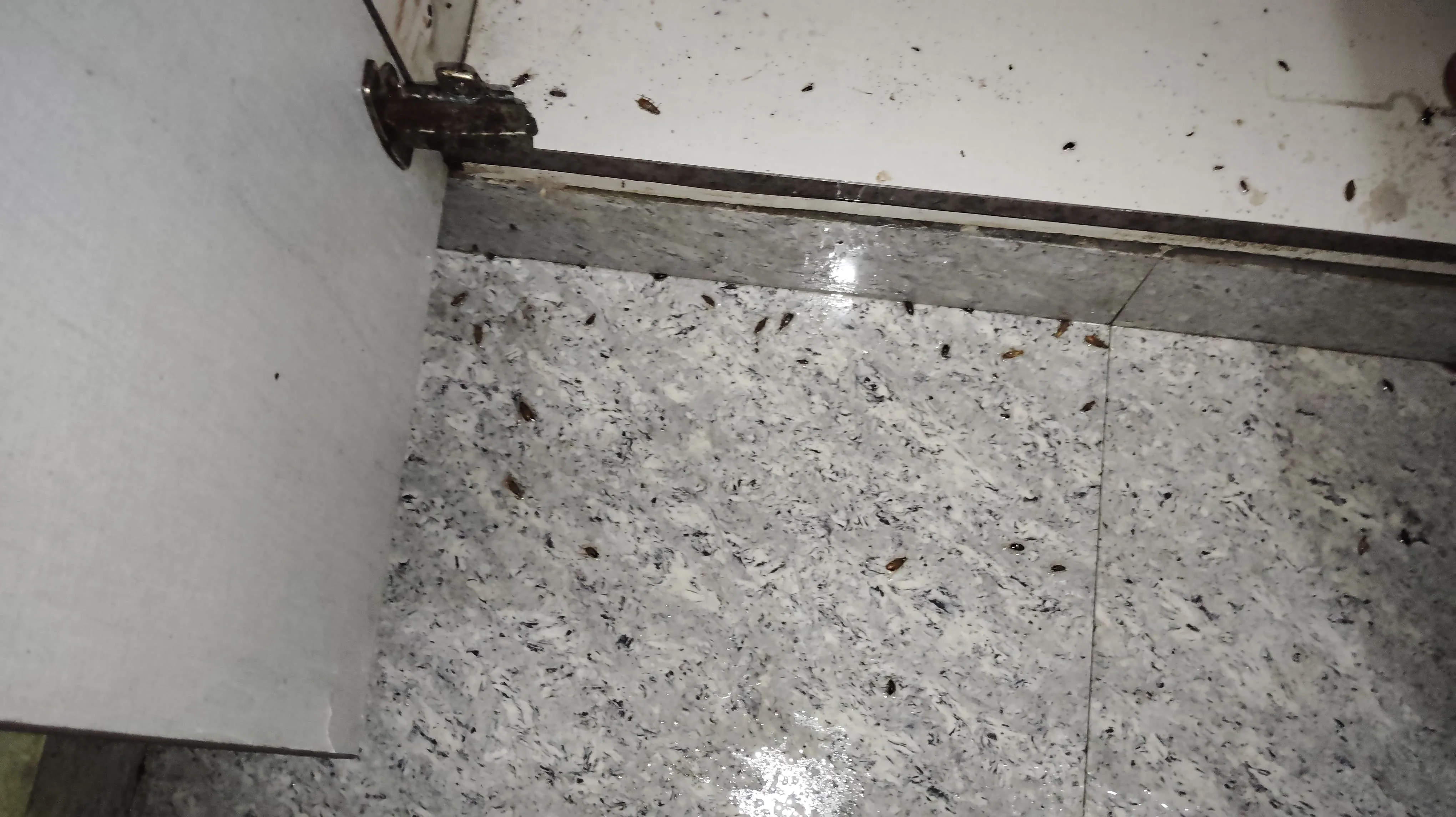 Pest control treatment result Bangalore