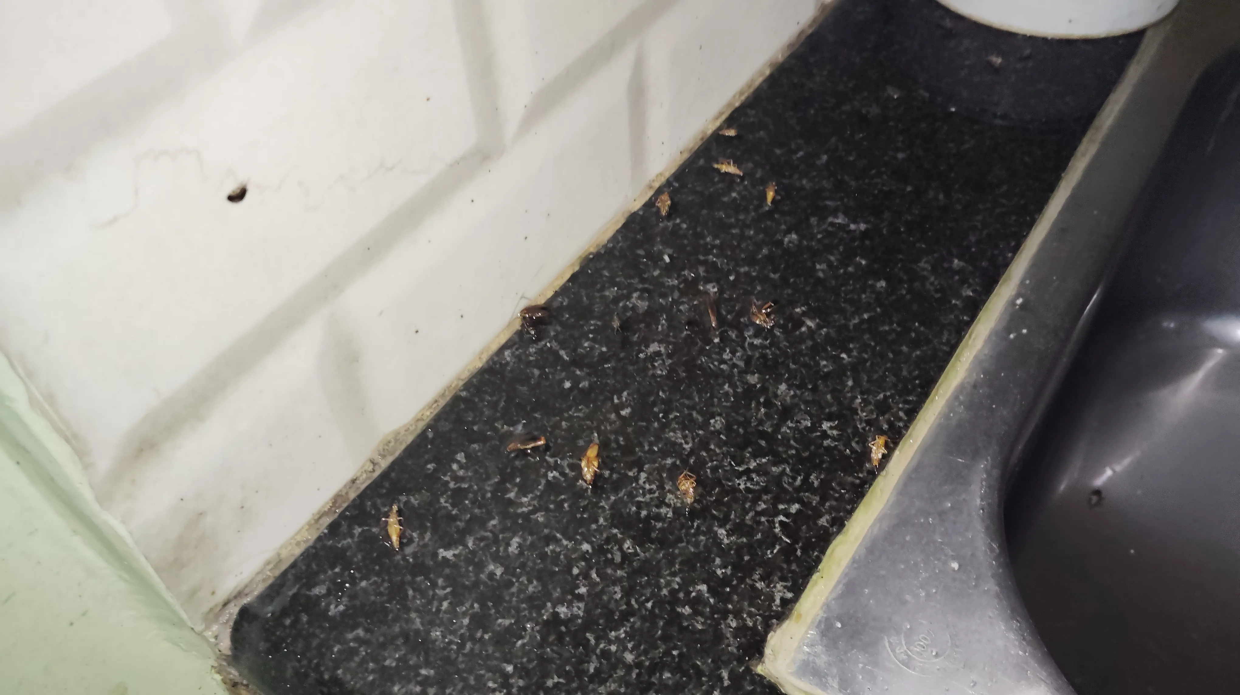 Pest control treatment result Bangalore