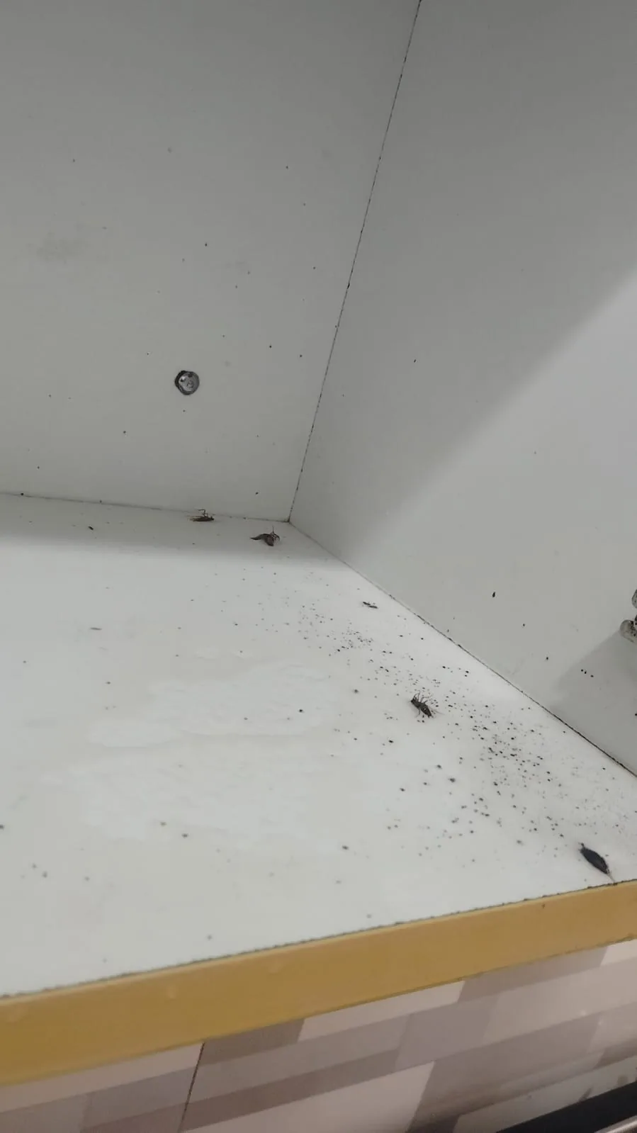 Pest control treatment result Bangalore