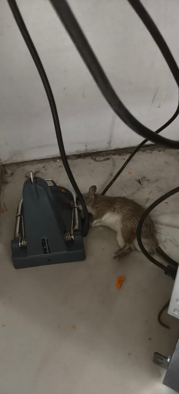 Pest control treatment result Bangalore