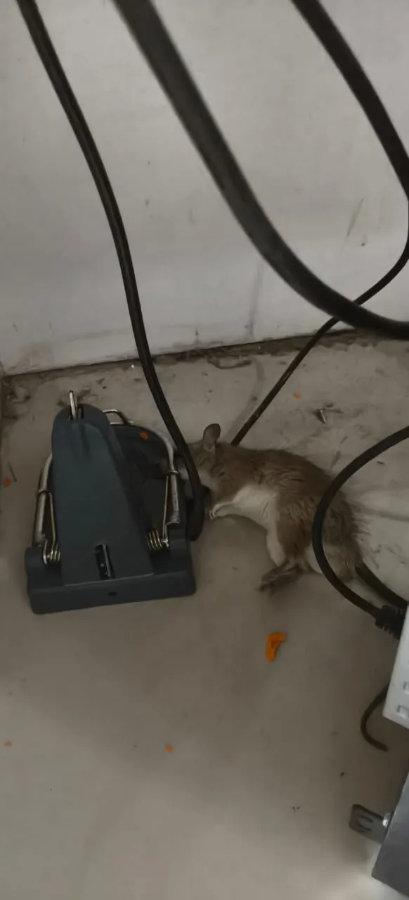 Pest control treatment result Bangalore