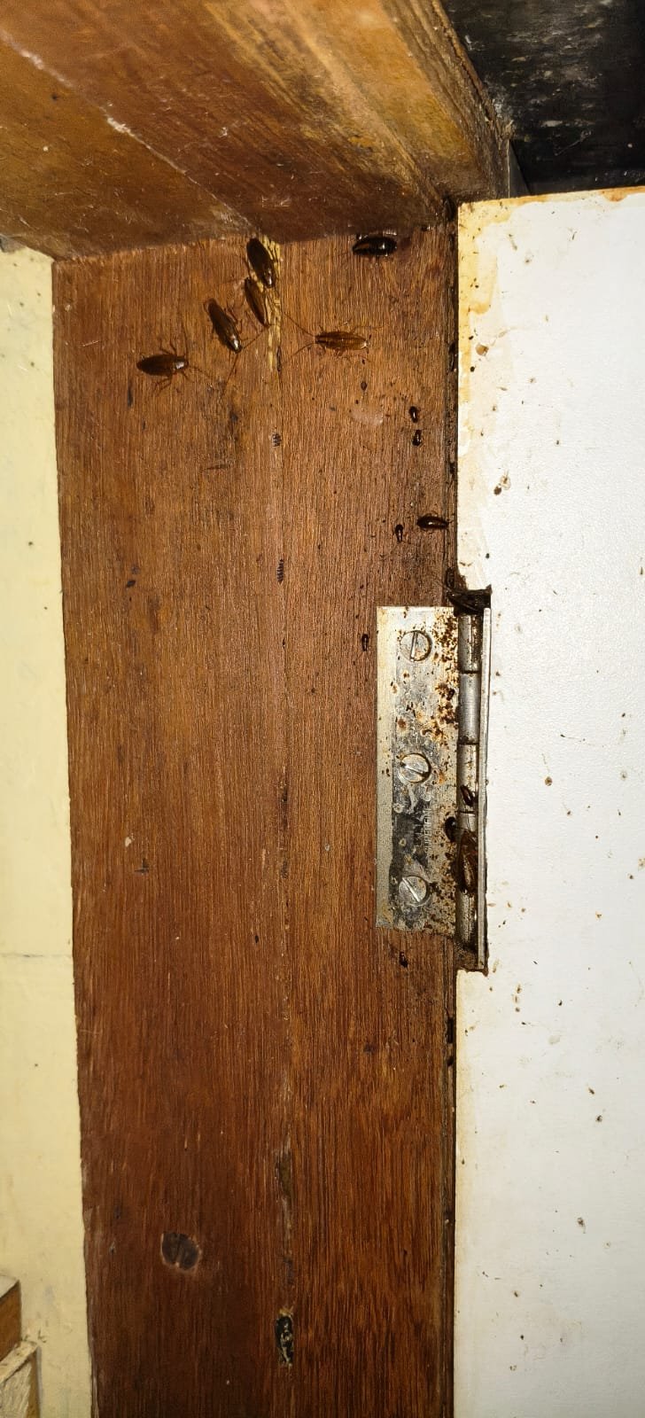 Pest control treatment result Bangalore