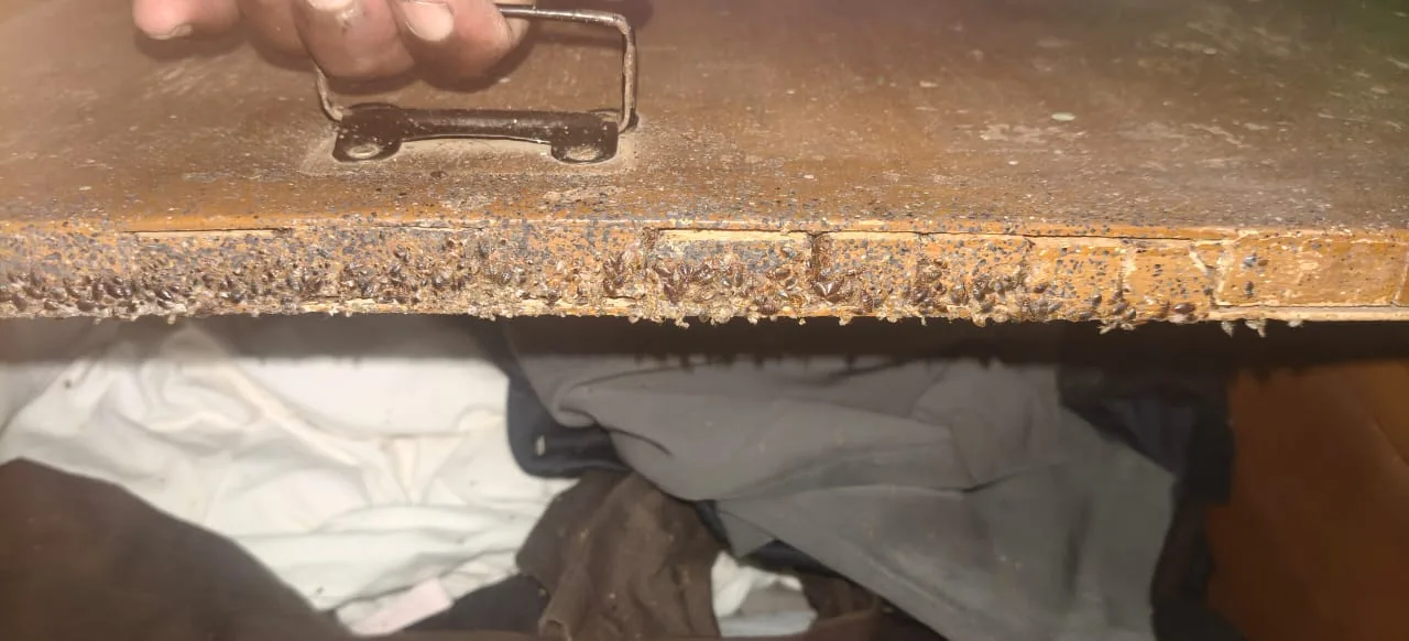 Pest control treatment result Bangalore