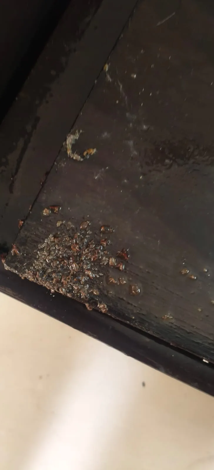 Pest control treatment result Bangalore