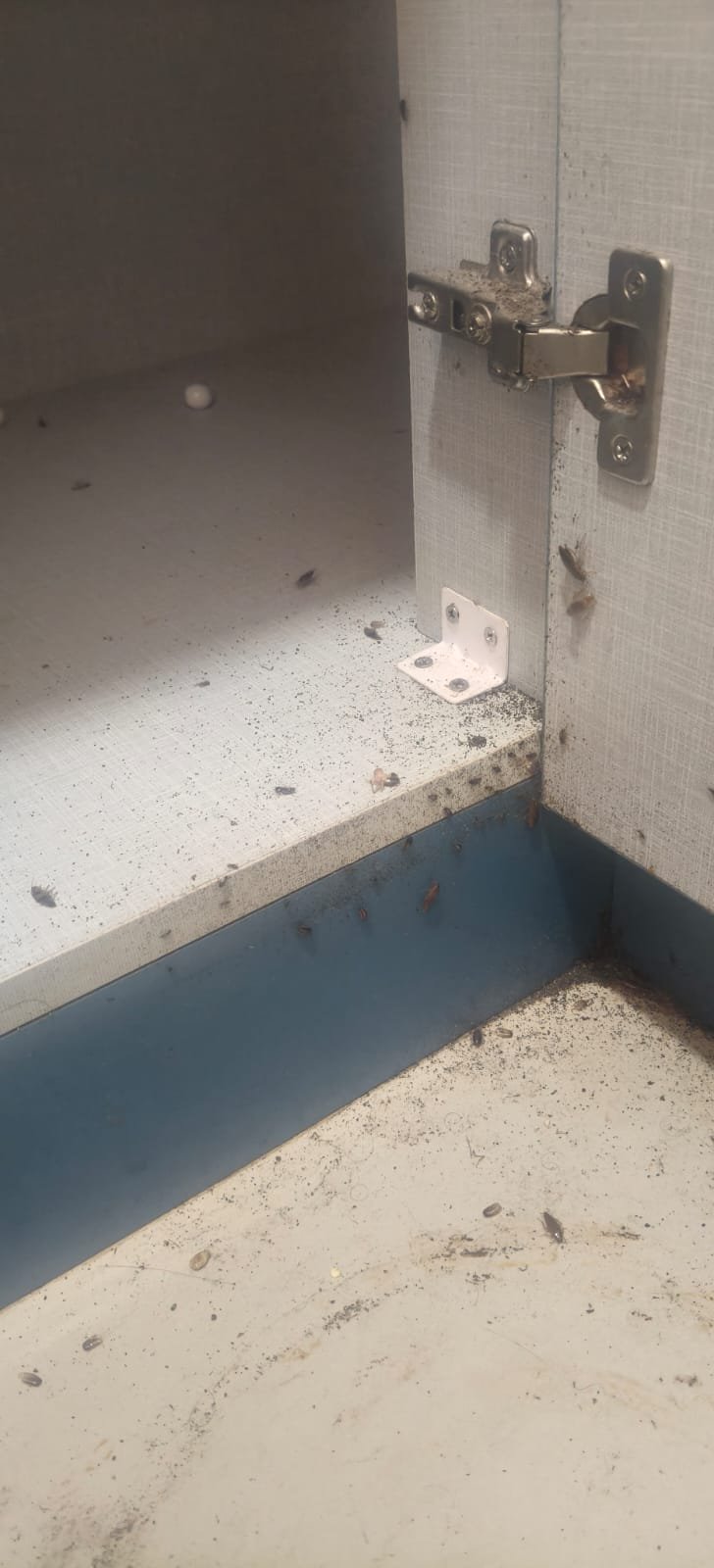 Pest control treatment result Bangalore