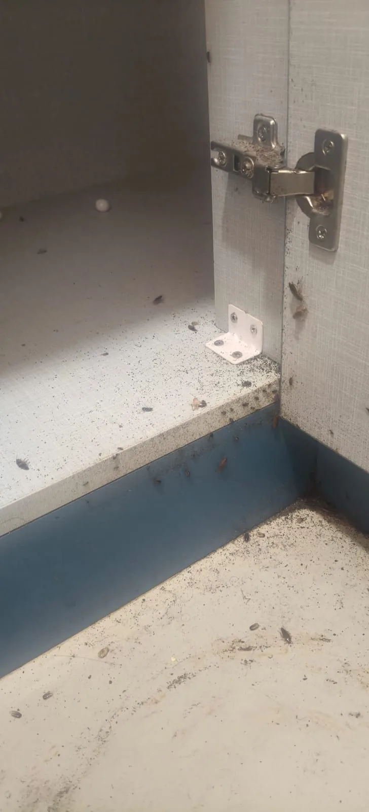 Pest control treatment result Bangalore