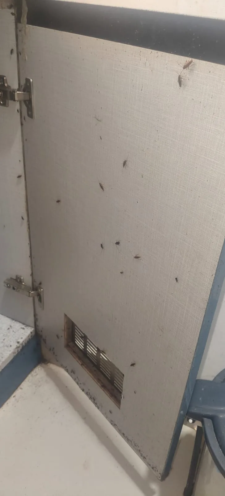 Pest control treatment result Bangalore