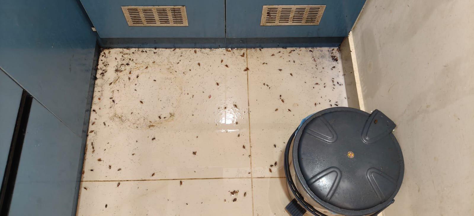 Pest control treatment result Bangalore