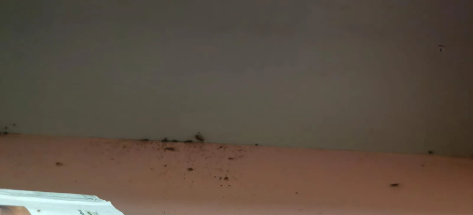 Pest control treatment result Bangalore