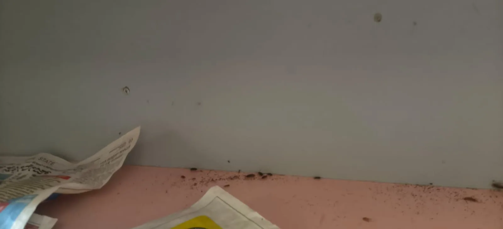 Pest control treatment result Bangalore