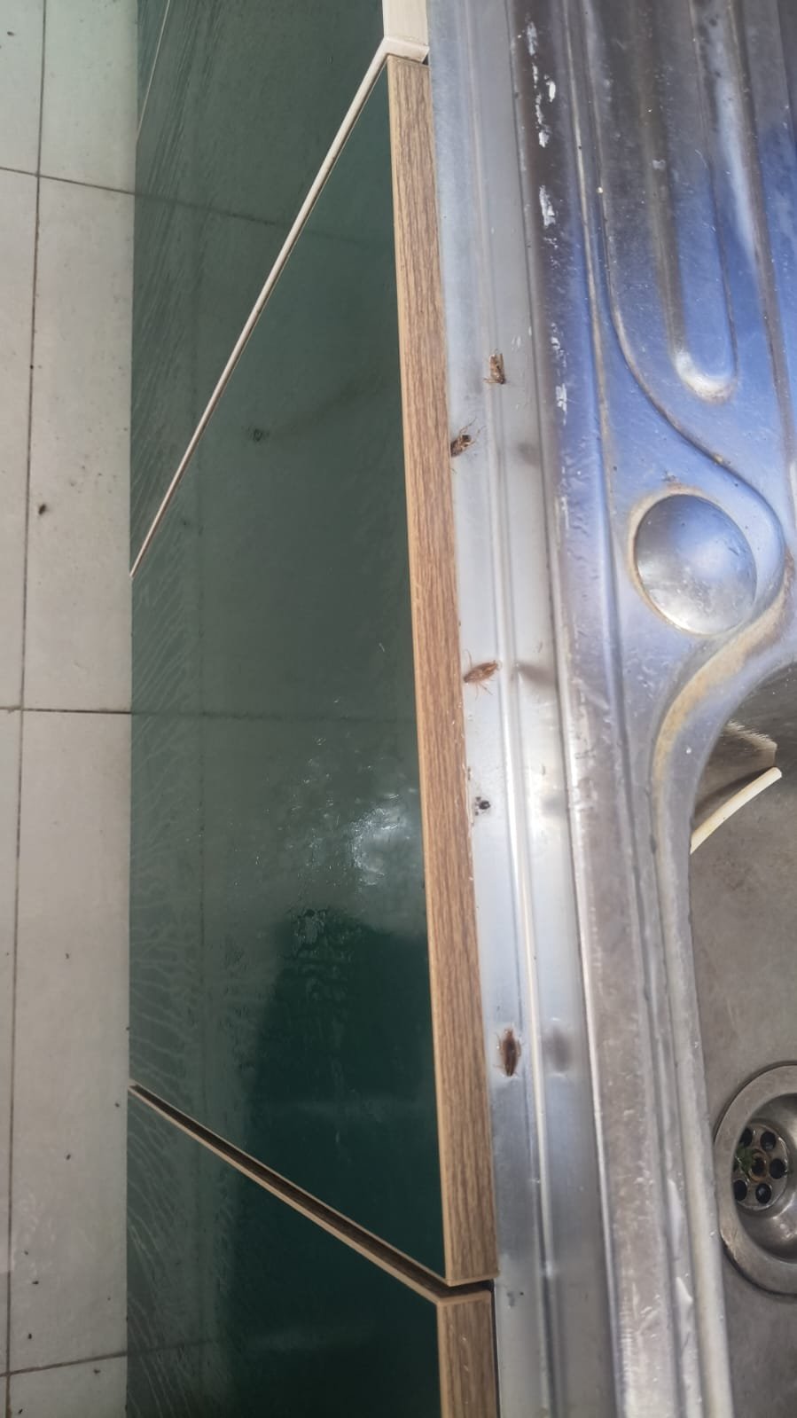 Pest control treatment result Bangalore