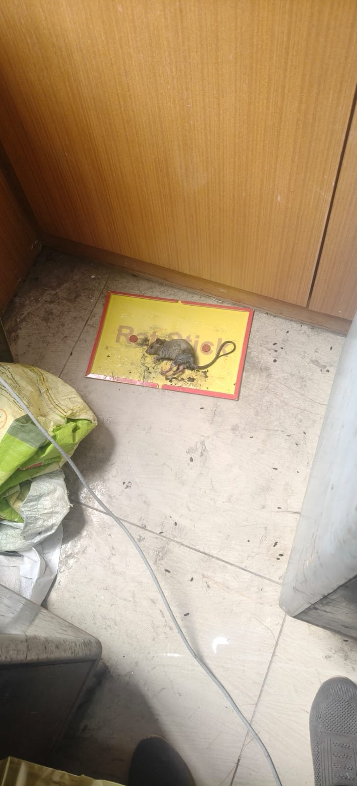 Pest control treatment result Bangalore