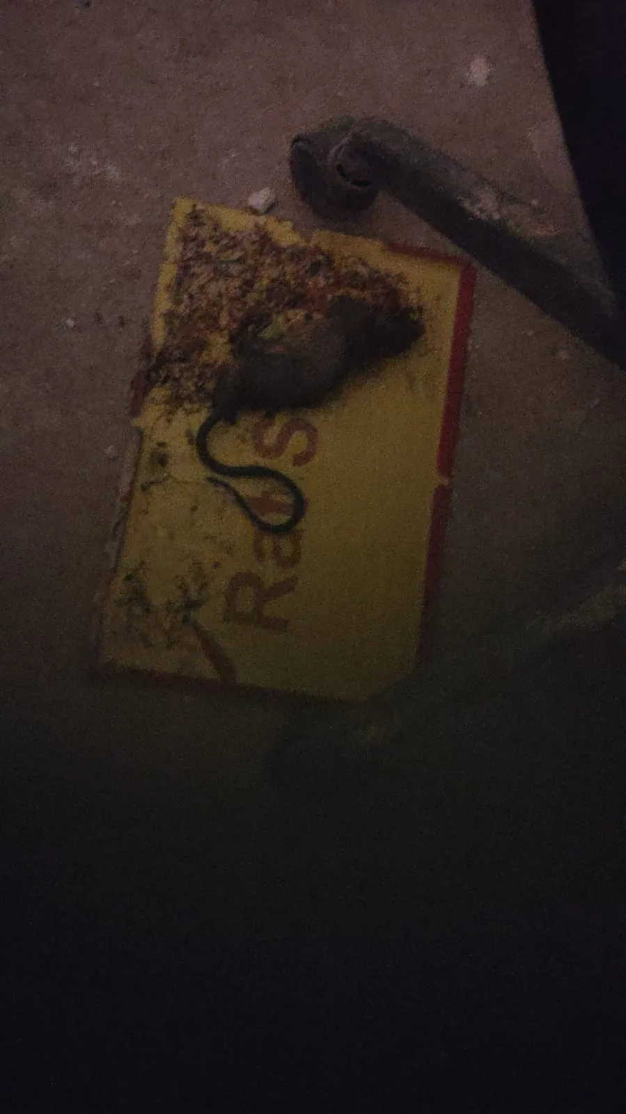 Pest control treatment result Bangalore